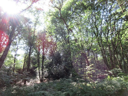 Acres approx woodland wood - 4.5,